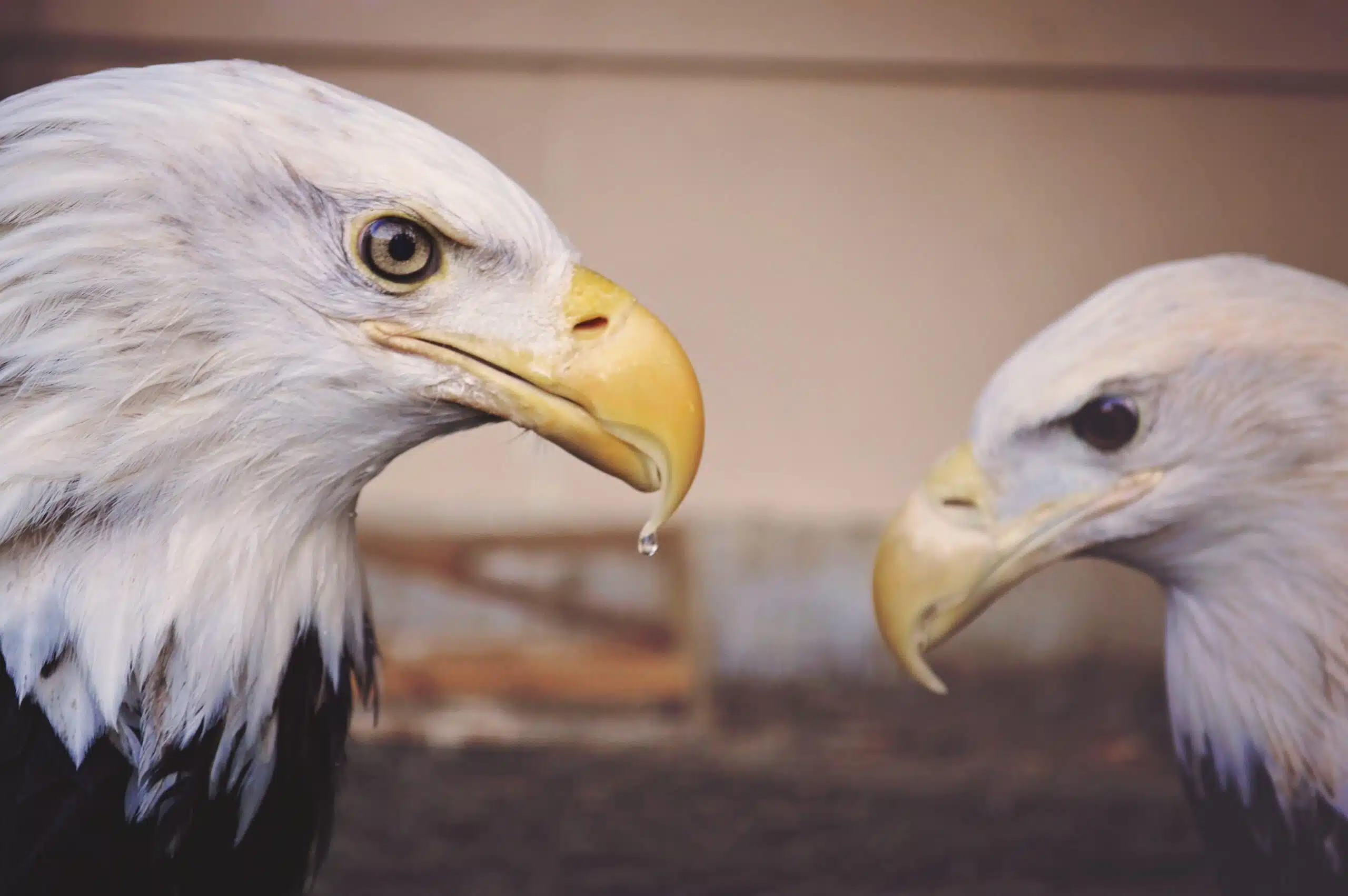 Two Eagles Facing Each Other - KX